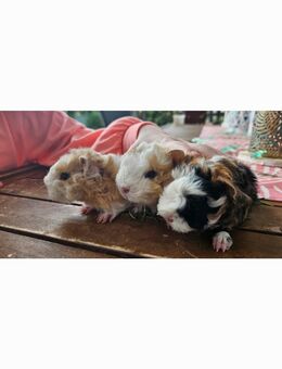 Meerschweinchen Lunkarya Babys - Mosbach