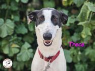 Trece lustige Galgo-Mix Dame 02/23 ESP - Ruppertsecken