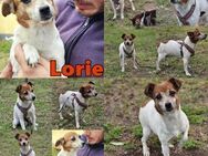 Lorie hat ein entspanntes Wesen - Schafflund