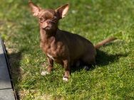 Chihuahua Welpe - Leipzig