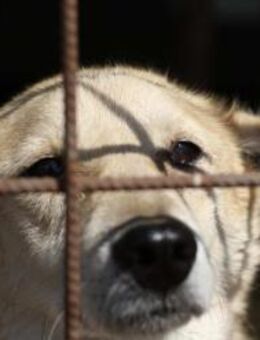 Timmy wartet schon seit 7 Jahren 🐾 - Elsdorf (Nordrhein-Westfalen)