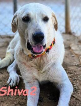 Shiva2 sanftmütig & ausgeglichen 10/20ES - Ruppertsecken