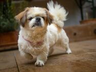 Opi Rocky - Tibet-Spaniel - 13 Jahre - Tierhilfe Franken e.V. - Lauf (Pegnitz) Zentrum