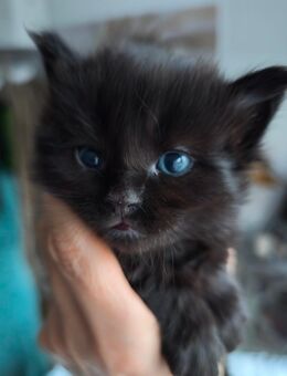 Reinrassige Maine Coon Kater black - Baden-Baden