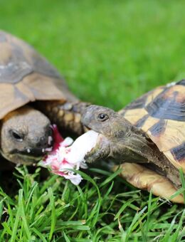 Griechische Landschildkröten aus eigener Nachzucht 2024 - Neuhardenberg