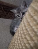 Kitten, Fichtelgebirge, Madchen Blau getigert in 95168