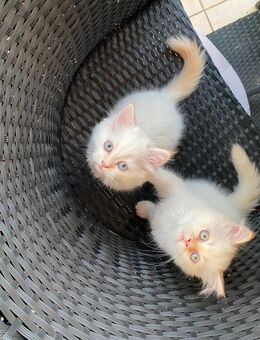 2 reinrassige, süsse Perserkitten suchen ab Ende August liebevolles Zuhause - Stuttgart