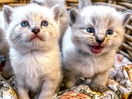 4 zauberhafte Ragdoll Kitten (Kater) zum reservieren! Katzenbabys / Kitten / Babykatzen - Neu Wulmstorf