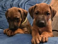 Neugierige und aufgeweckte Rhodesian Ridgeback Welpen - Leonberg (Baden-Württemberg)