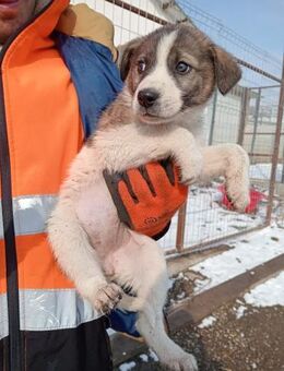 Vanessa, kleines Plüschbärchen - Steinhagen (Nordrhein-Westfalen)