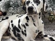 Dalmatiner Spotty sucht - Langenlonsheim