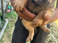 Tilda sucht für immer ein Körbchen - Langenhagen