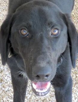 Turbo 2 -lieb, sanft, mag Ball- - Oldenburg