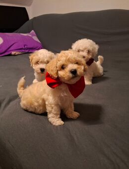 Welpen Malteser - Diepholz