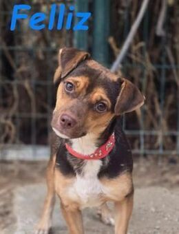 Felliz anhänglicher Kuschelhund 10/24 ES - Ruppertsecken