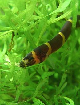 Aquarium Fisch; Dornauge (Acanthophthalmus kuhlii) 2,50€ / Stk - Erftstadt