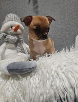 Reinrassiger Chihuahua-Rüde sucht liebevolles Zuhause ab Anfang Januar - Bielefeld
