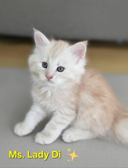 Maine Conn Kitten Rot & Creme - Gräfenthal