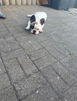 Französische Bulldogge - Neuhof (Hessen)