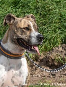 Don Camillo sucht souveräne Menschen - Egelsbach