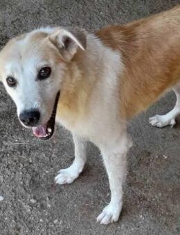 Piet - der Unsichere 🐾 - Elsdorf (Nordrhein-Westfalen)