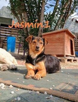 Jasmin1 sucht Vertrauensperson 8/22 GR - Ruppertsecken