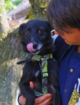 Ralf, besonnener Charakterkopf, ca. 5 Ja - Vaterstetten