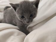 Russisch Blau Katzenbaby süßes Mädchen Reinrassig! - Ulm