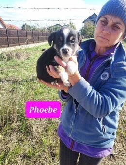 Kleine Phoebe🌺 sucht liebevolles Heim - Seggebruch