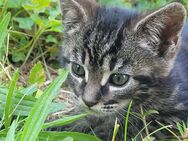 Kitten Katzenbaby Katzenkind - Rosenheim Zentrum