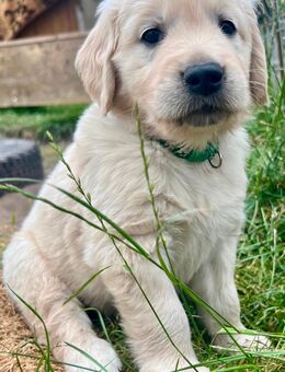 Golden Retriever Welpen - Rahden