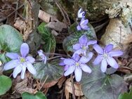 Pulks von je 3 Hepatica nobilis, Leberblümchen , Frühlingsblüher - Nürnberg