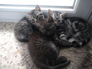 Schöne BKH Kitten - Flensburg