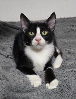 Nacho - der heimliche Schmuser - Kirchheim (München)