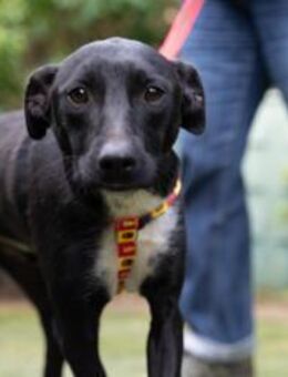 Zierlicher Franzel sucht dich - Hückelhoven