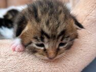 Katzenbabys abzugeben - Bad Driburg