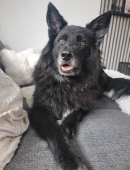 Spike sucht sein Happy End - Hamm