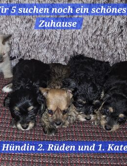 Prager Rattler- Terrier mix Welpen - Fehrbellin