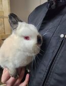 Zwergkaninchen in 03205