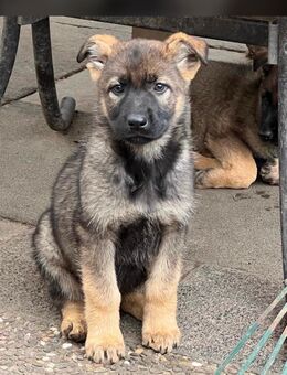 Deutsche Schäferhund Welpen - Speyer Zentrum