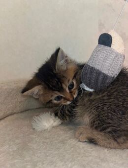 Kitten zum Verkauf - Bersenbrück