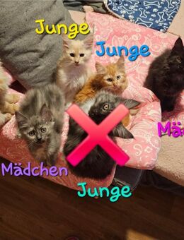 6 Maine Coon Kater und Katze - Rüsselsheim