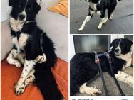 KILIAN -Aktiver Border Collie-Mischling- - Duisburg