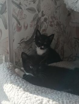 * Babykatzen Kitten Mischlinge Geschwister Pärchen zu verkaufen * - Ruppichteroth