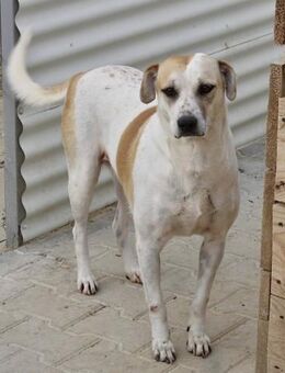 Yvet - Gnadenbrotplatz gesucht - Weilheim (Oberbayern)