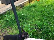 Zuckersüße französische Bulldogge Welpe aus liebevoller Familienzucht - Lüdenscheid Zentrum
