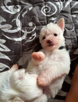 Malteser Welpen - Wilsdruff Zentrum