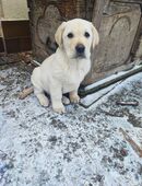 Labradorwelpe Rüde in 36469