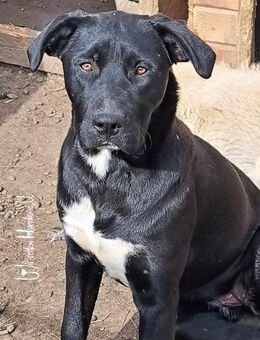 Pearl - ich bin traurig, keine Anfrage! - München