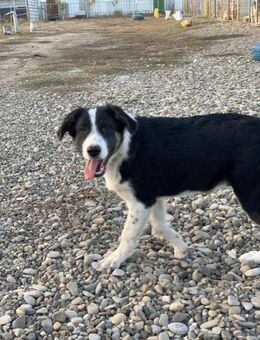 Rob möchte gesehen werden - Celle